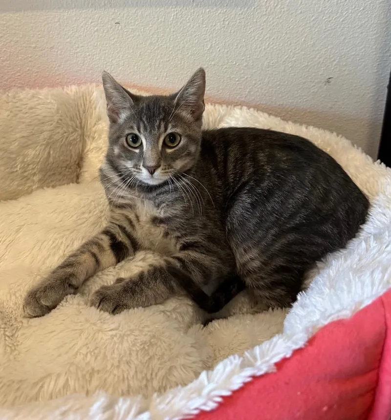 A baby small-sized male Tabby cat named Elvis for adoption in Newberg, OR