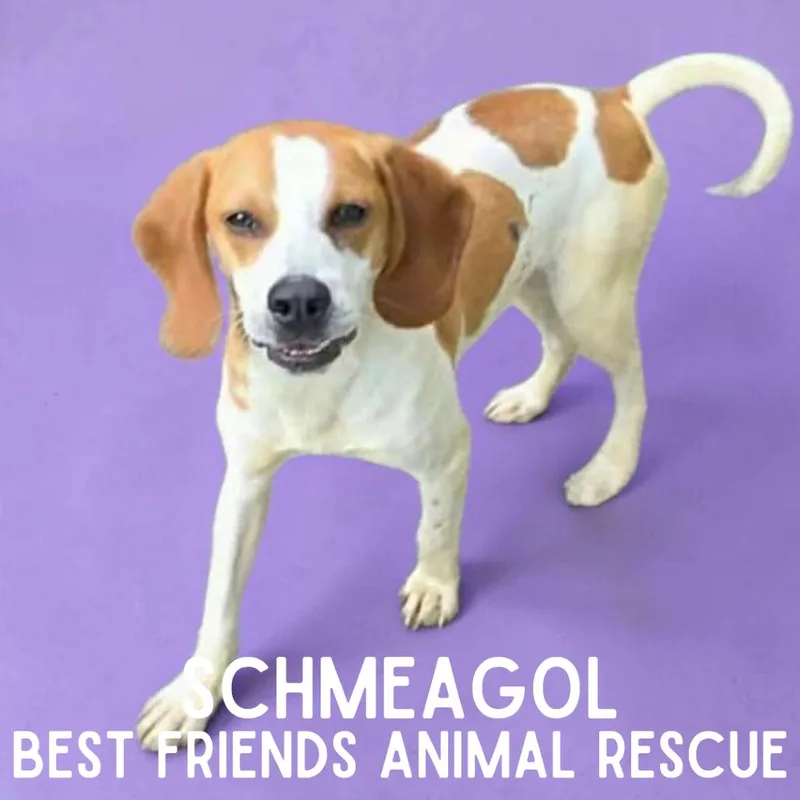 A young small-sized female Beagle dog named Schmeagol for adoption in Wasilla, AK