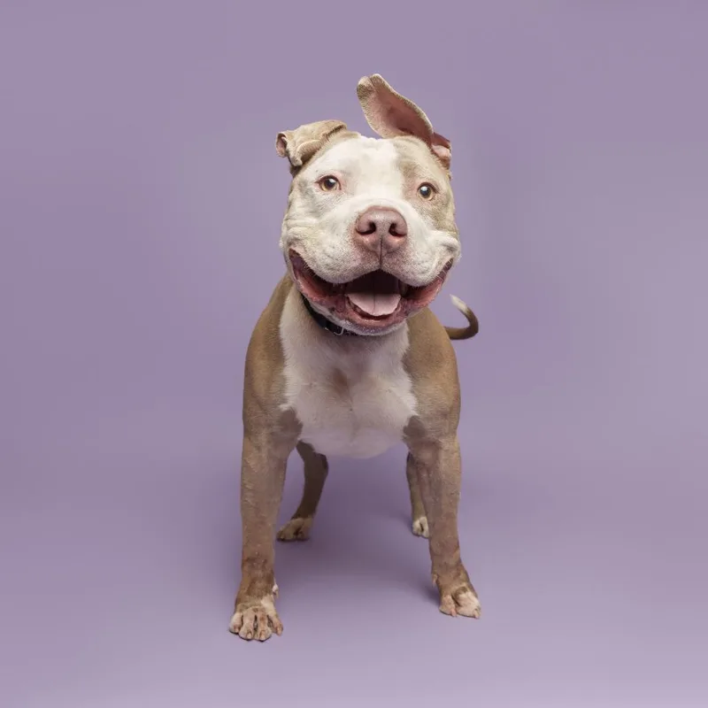 An adult large-sized male White / Cream Mixed Breed dog named Drizzle for adoption in Pittsburgh, PA