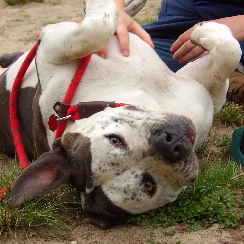 An adult large-sized male Gray / Blue / Silver Pit Bull Terrier dog named Hambone for adoption in Newark, NJ