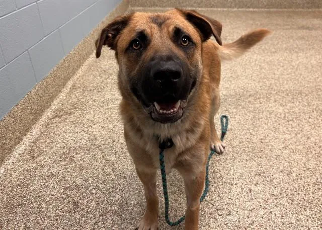 A young large-sized male German Shepherd Dog dog named Otto for adoption in Colorado Springs, CO