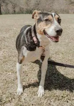 An adult medium-sized female Beagle dog named Daisey for adoption in Attalla, AL