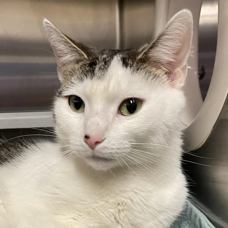 An adult small-sized female Domestic Short Hair cat named Greta for adoption in York, PA