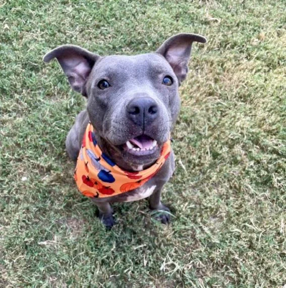 An adult large-sized female Pit Bull Terrier dog named Labubu for adoption in Tulsa, OK