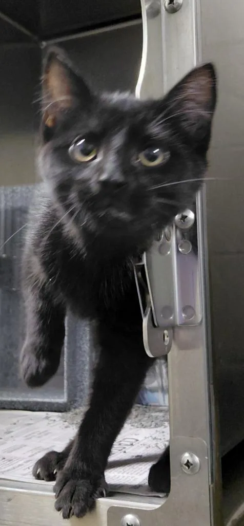 A baby small-sized male Domestic Short Hair cat named Binx for adoption in Henderson, NC