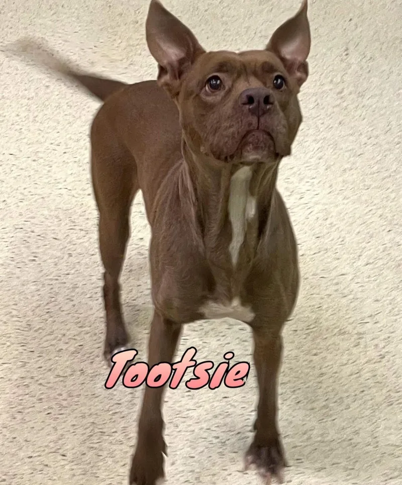 Tootsie