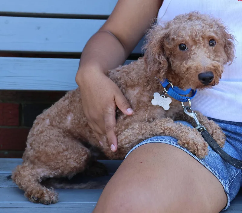 A young small-sized male Goldendoodle dog named Sugar Boy for adoption in Harrison, NY