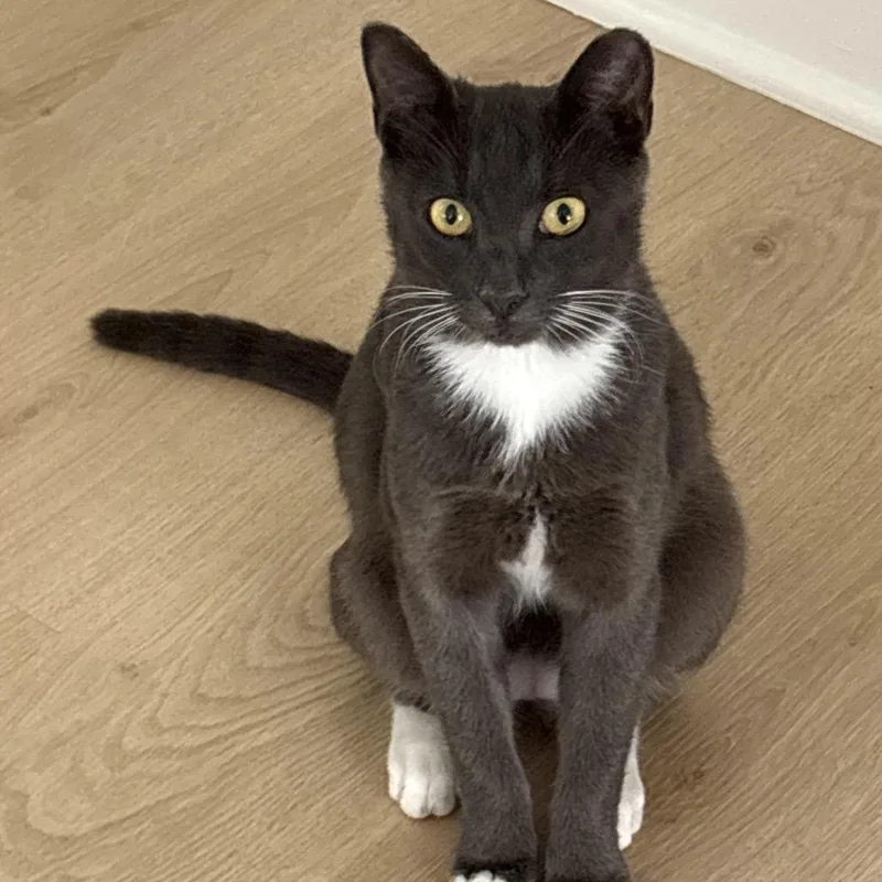A baby large-sized male Gray / Blue / Silver Domestic Short Hair cat named Thomas for adoption in Port Richey, FL