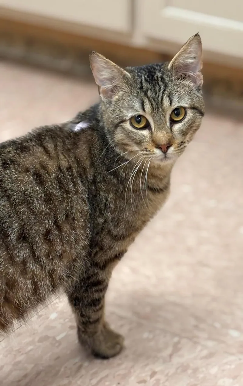 A young medium-sized male Tabby (Brown / Chocolate) Domestic Short Hair cat named Keith for adoption in Batavia, NY