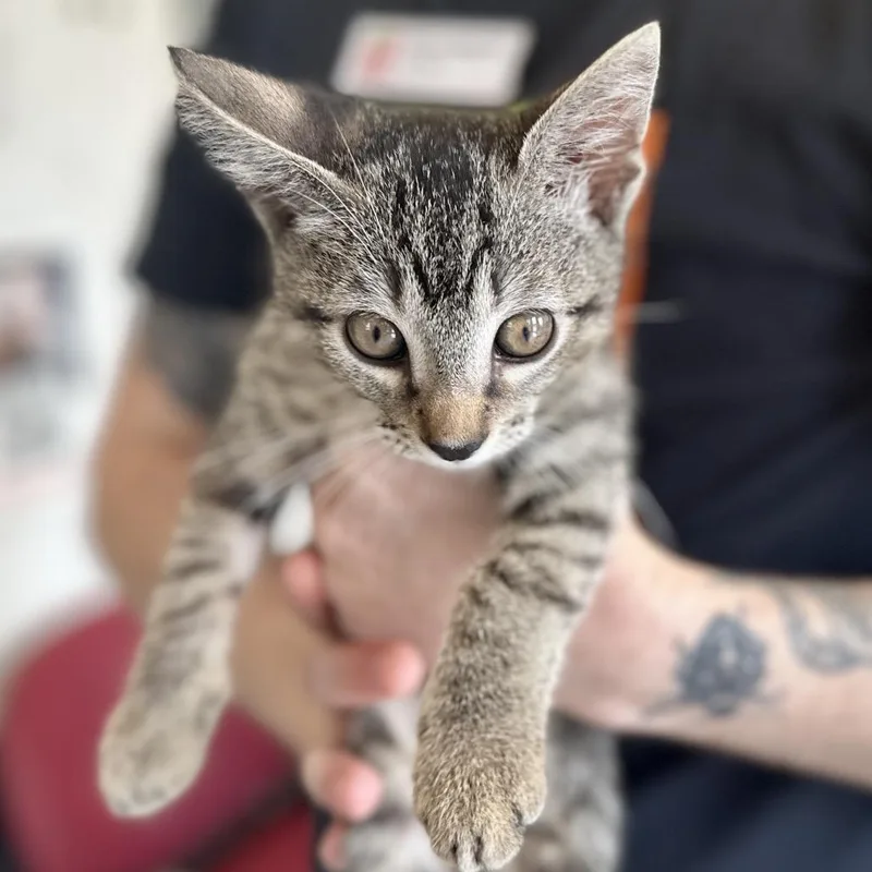 A baby small-sized male Brown / Chocolate Domestic Short Hair cat named I Be Spinin for adoption in Austin, TX
