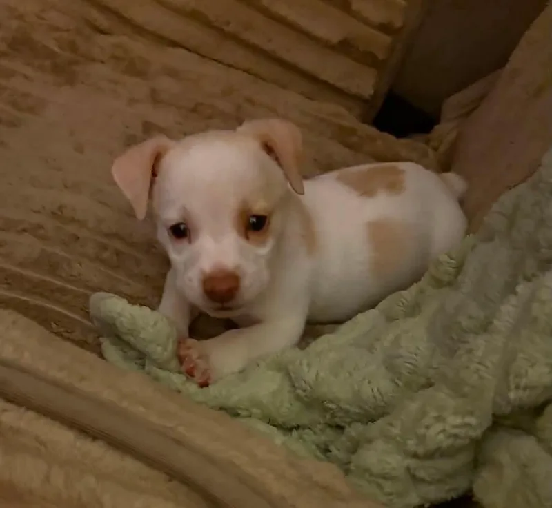 A baby small-sized male Chihuahua dog named Buster for adoption in Tampa, FL