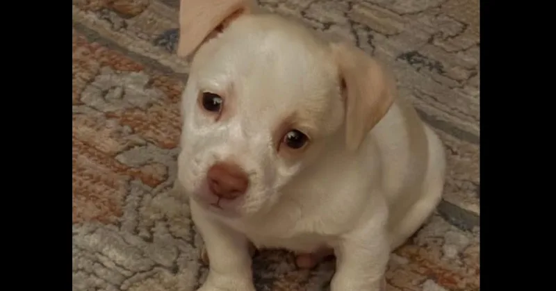 Buster thumbnail 3