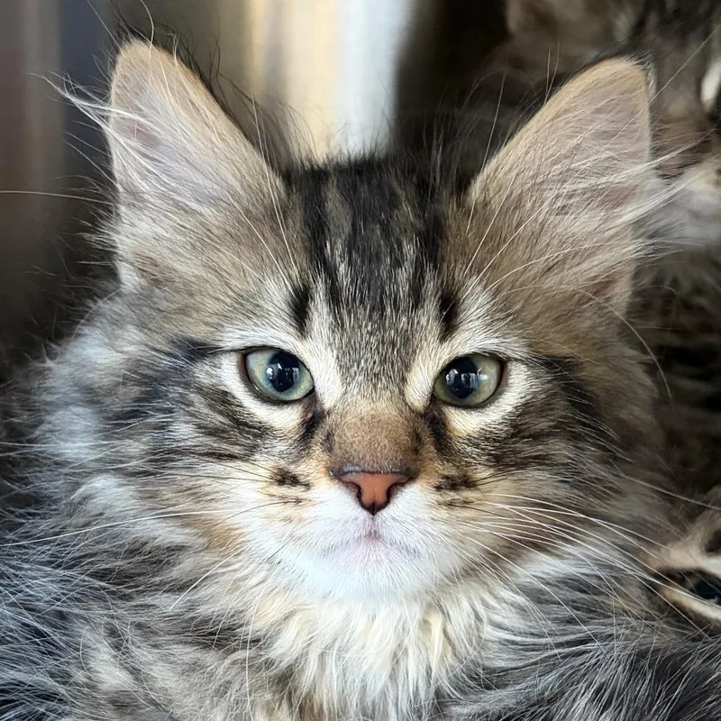 A baby small-sized male Black Domestic Medium Hair cat named Vinson for adoption in Middletown, RI
