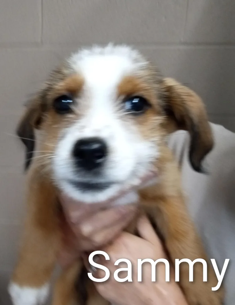 Sammy