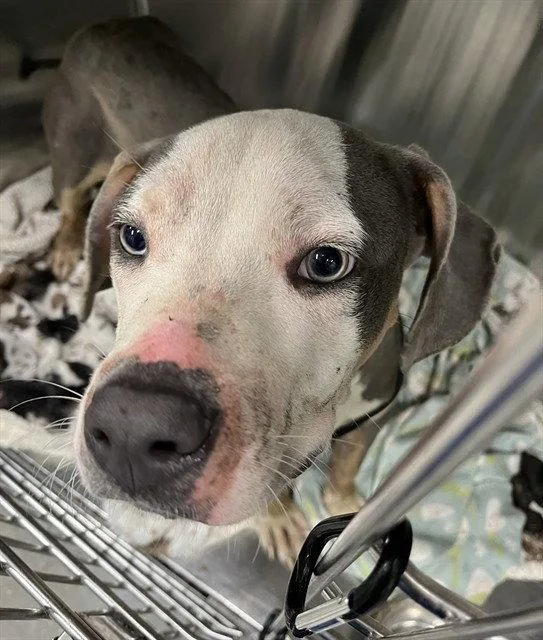An adult large-sized male American Bulldog dog named Surf for adoption in Tavares, FL