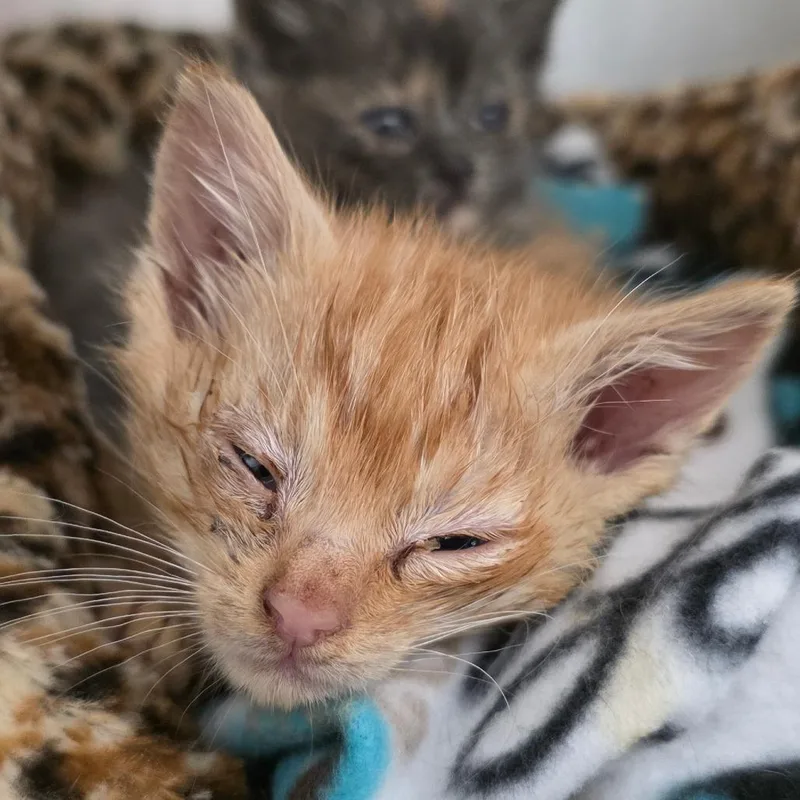 A baby small-sized male Orange / Red Domestic Short Hair cat named Sebastian for adoption in Gloucester, VA