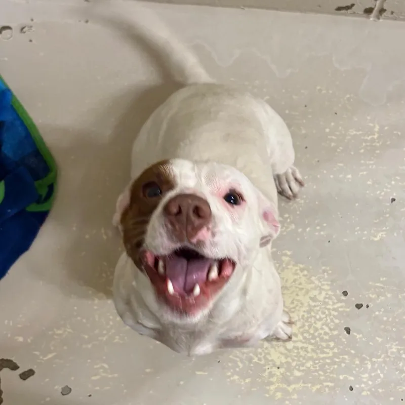 Rufus