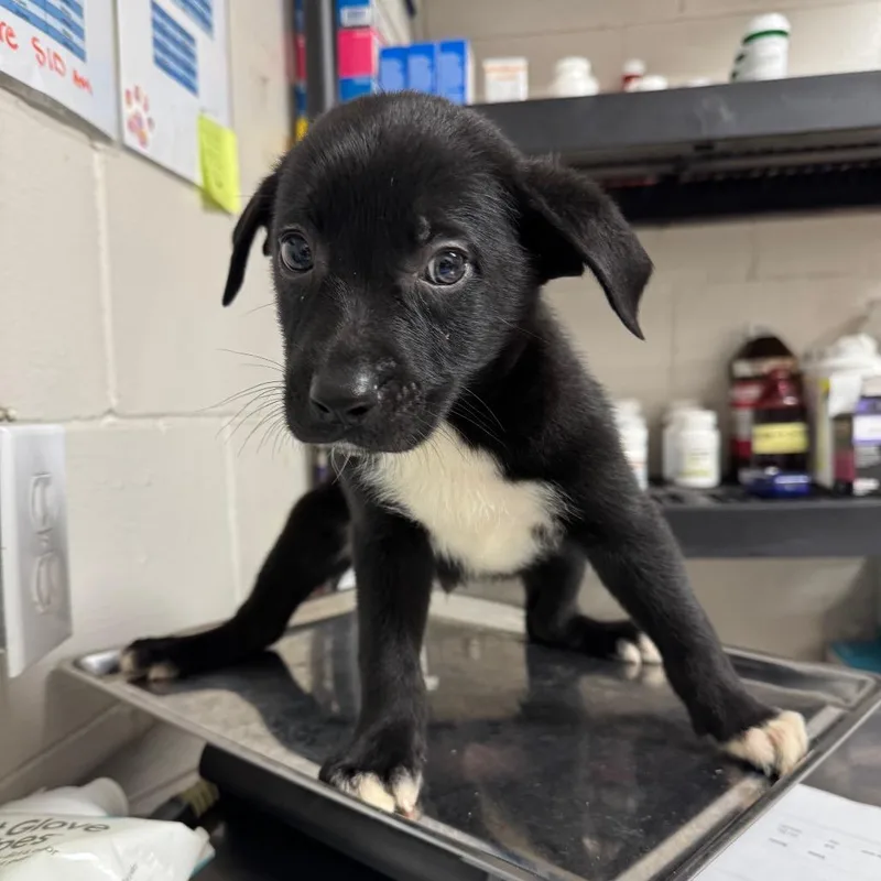 A baby small-sized male White / Cream Terrier dog named Sleepy for adoption in Birmingham, AL