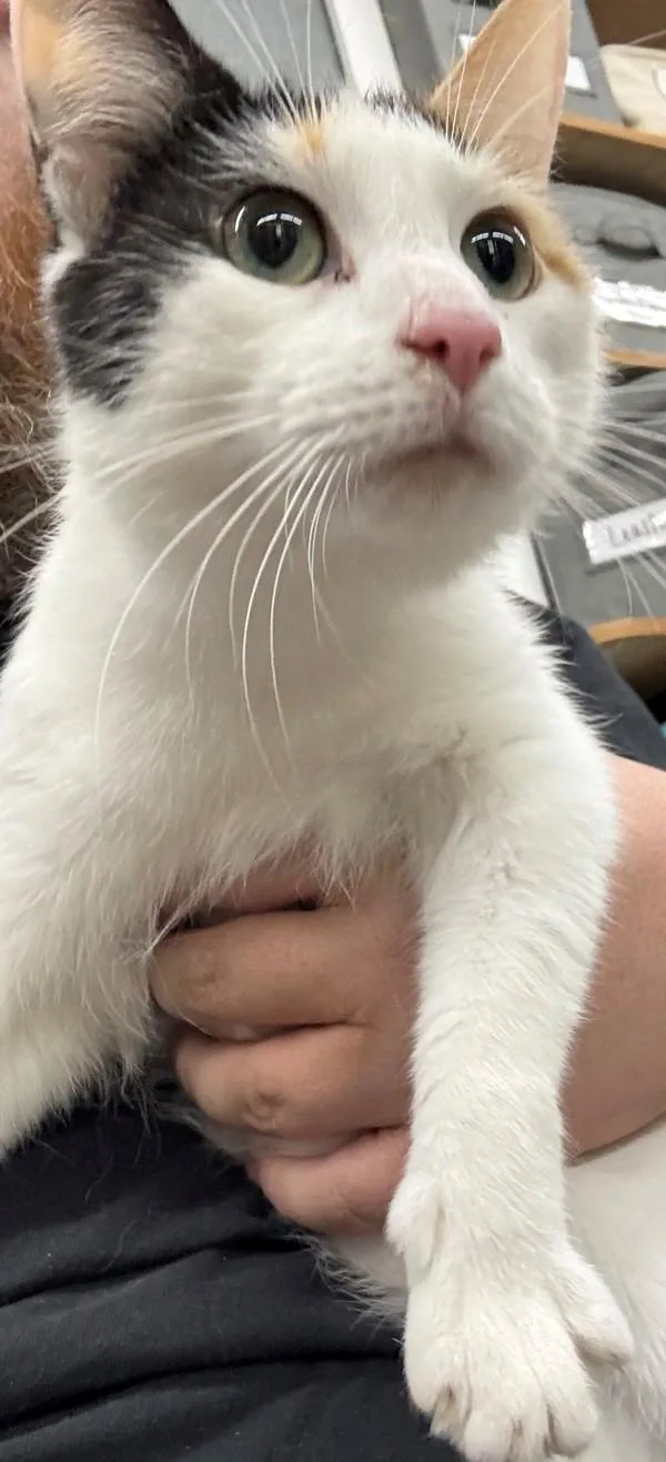 An adult medium-sized female Domestic Short Hair cat named Elly for adoption in Campbellsville, KY