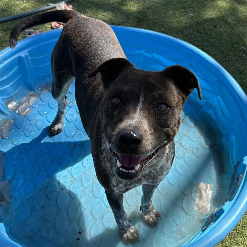 An adult medium-sized female Brown / Chocolate Pit Bull Terrier dog named Ellie Butler Campus for adoption in Flagstaff, AZ