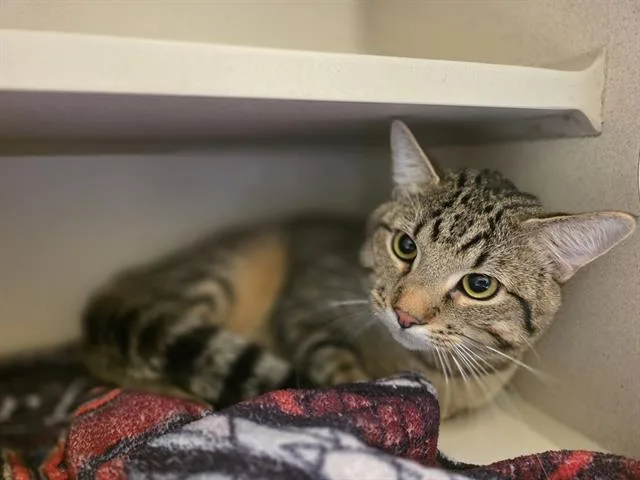 An adult small-sized male Domestic Short Hair cat named Dhabi for adoption in Denver, CO