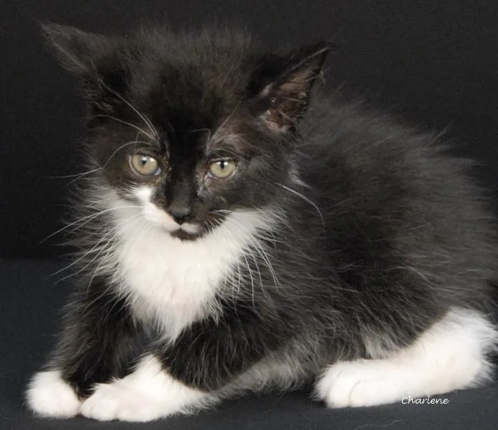 A baby medium-sized male Black & White / Tuxedo Domestic Short Hair cat named Firefox for adoption in Newland, NC