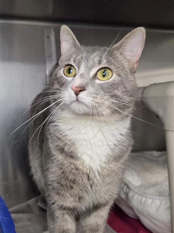 An adult medium-sized male Domestic Short Hair cat named Brian With An I for adoption in Millersville, MD