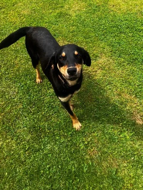A baby medium-sized female Hound dog named Kit Kat for adoption in Hampton, VA