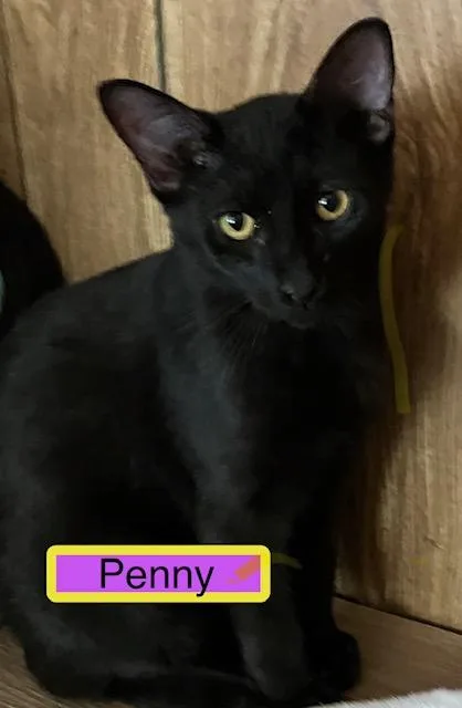 A baby medium-sized female Domestic Short Hair cat named Penny for adoption in Zimmerman, MN