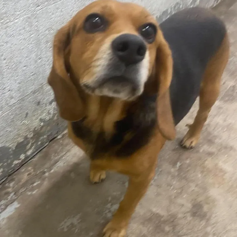 An adult medium-sized female Black Mixed Breed dog named Saint for adoption in Huntington, WV