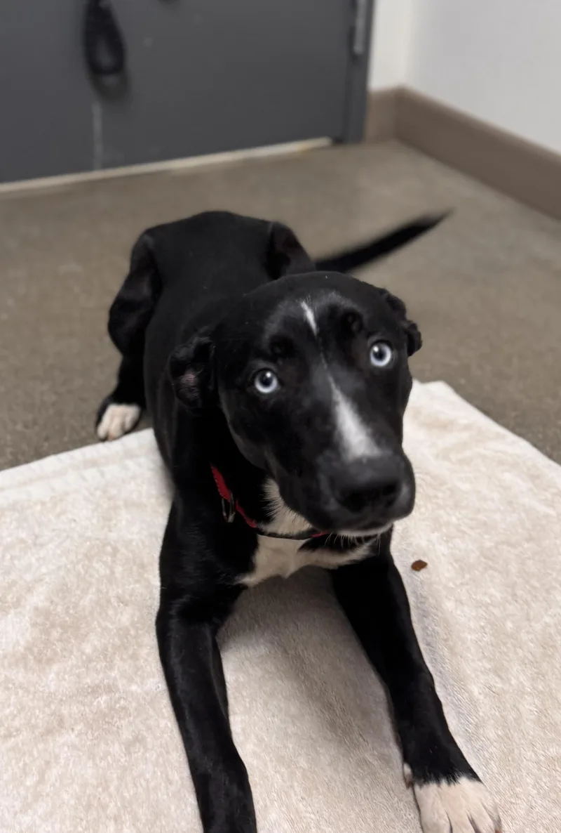 A young large-sized female Australian Cattle Dog / Blue Heeler dog named Skye for adoption in Chico, CA