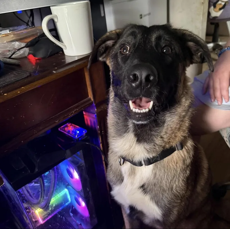 A young large-sized male Black Belgian Shepherd / Malinois dog named Remy for adoption in New Rochelle, NY