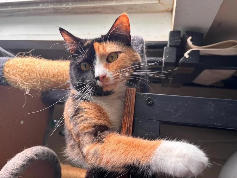 An adult medium-sized female Domestic Short Hair cat named Iris for adoption in Milton, DE