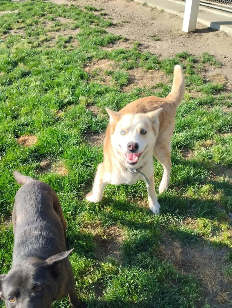 A young medium-sized female Husky dog named Zelda for adoption in Chesapeake, VA