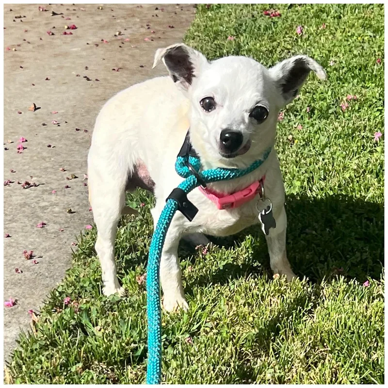 A senior small-sized female Chihuahua dog named Donna Jo for adoption in Clovis, CA