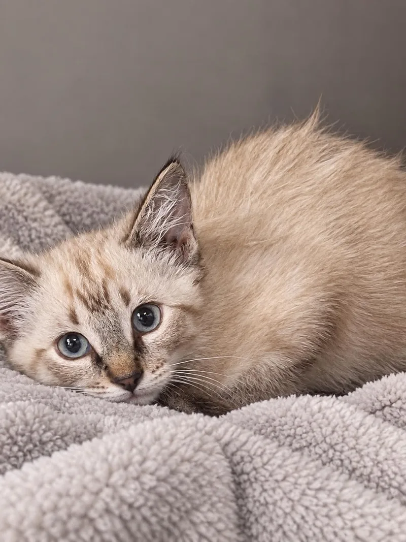 A baby medium-sized male Domestic Short Hair cat named Gypsum for adoption in Winfield, KS