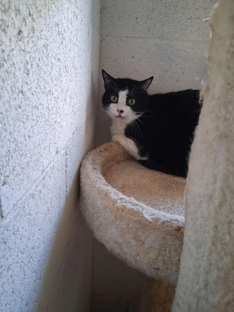 An adult large-sized male Black & White / Tuxedo Domestic Short Hair cat named Patches for adoption in Ontario, CA