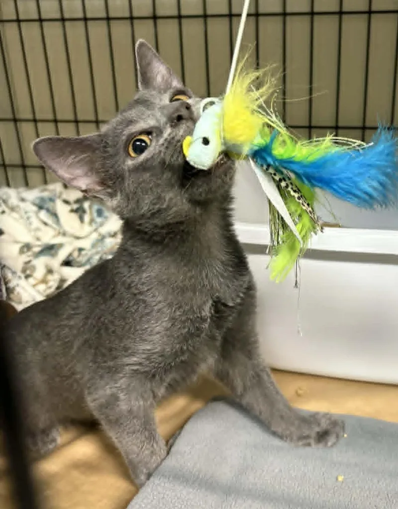 A baby large-sized male Gray / Blue / Silver Domestic Short Hair cat named Rebel for adoption in Ocean City, NJ