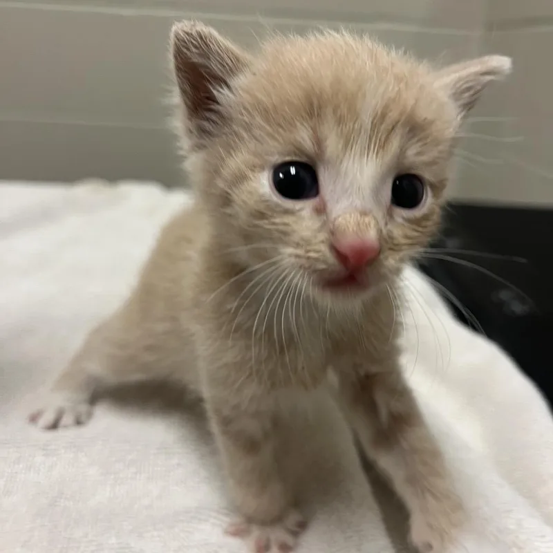 A baby small-sized male Buff / Tan / Fawn Domestic Short Hair cat named Emmet for adoption in Bristol, IN