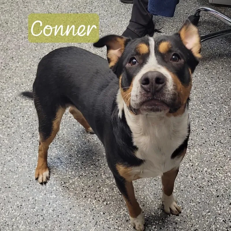 A young medium-sized male Black Pit Bull Terrier dog named Conner for adoption in Parkersburg, WV