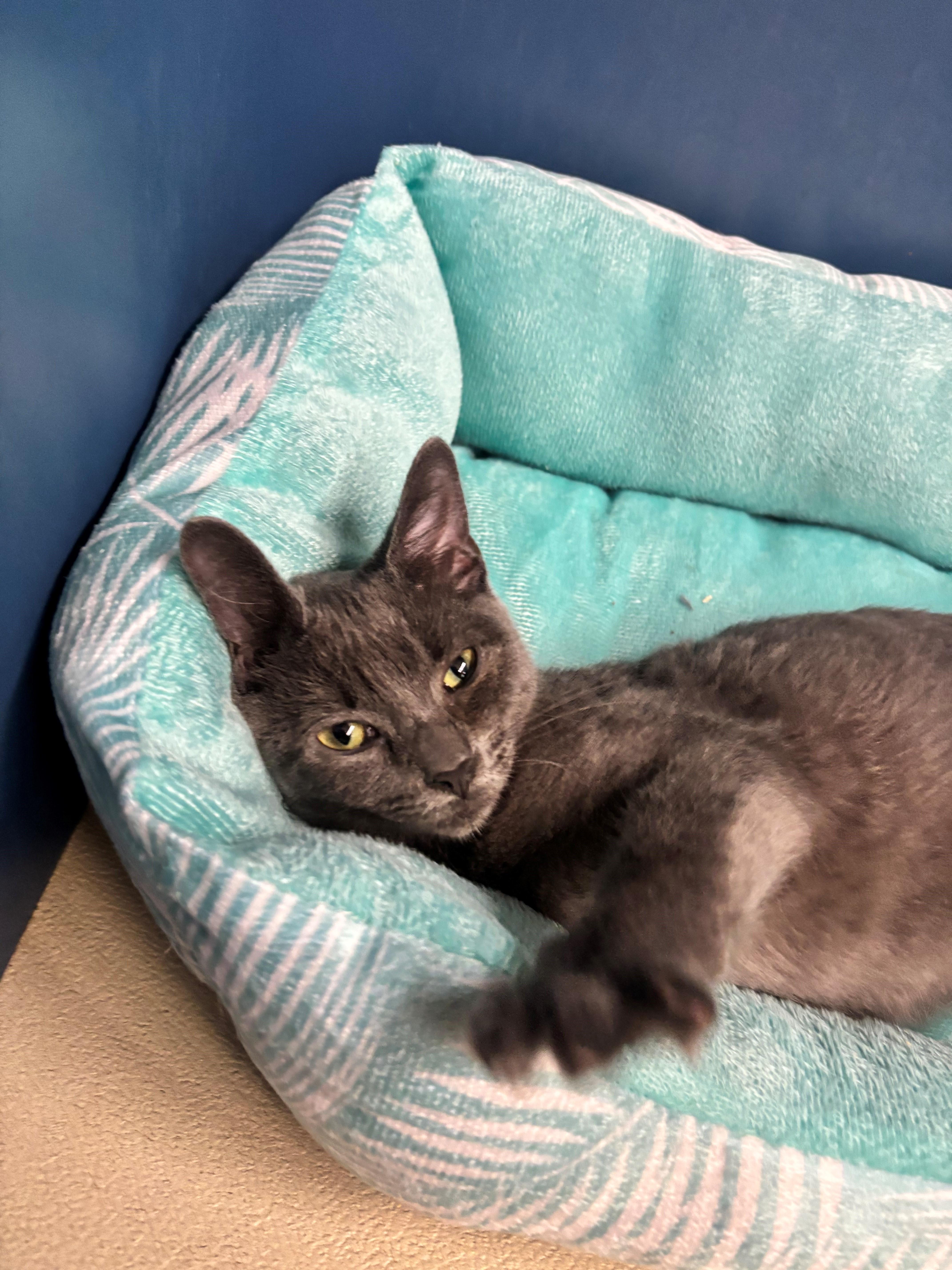 A young medium-sized female Gray / Blue / Silver Domestic Short Hair cat named Hilda for adoption in Edison, NJ