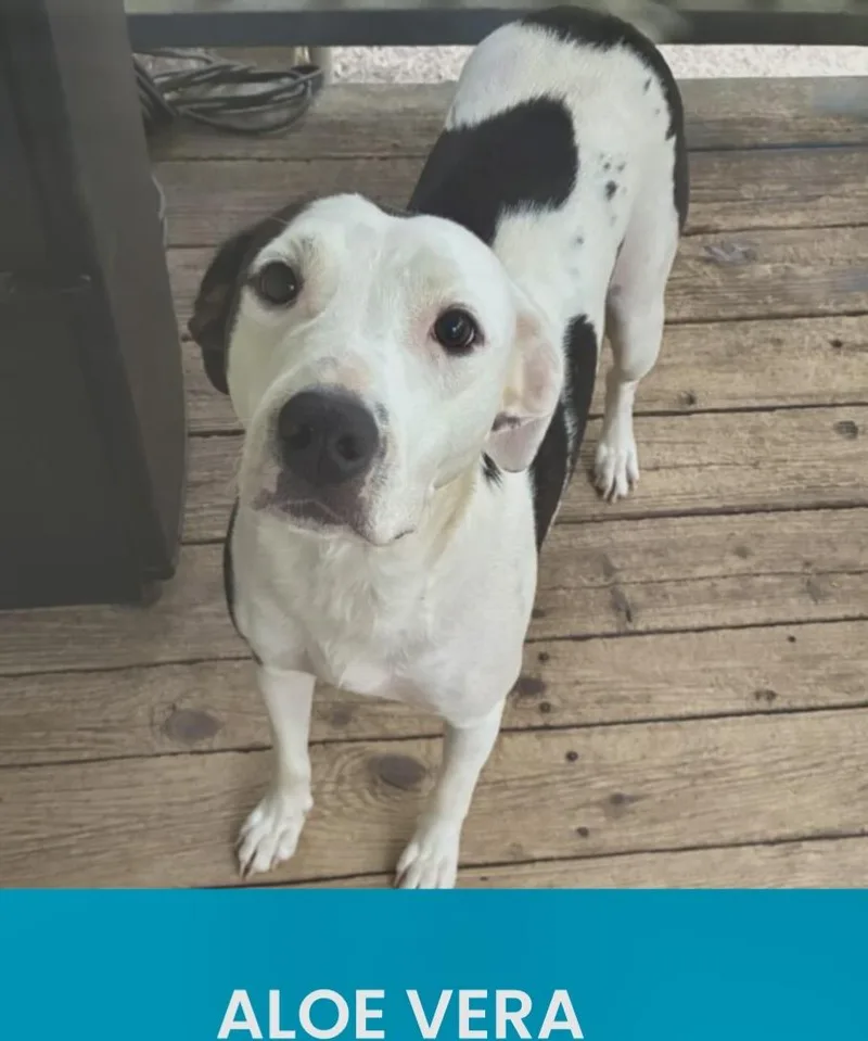 An adult medium-sized female American Staffordshire Terrier dog named Aloe Vera for adoption in Monson, MA