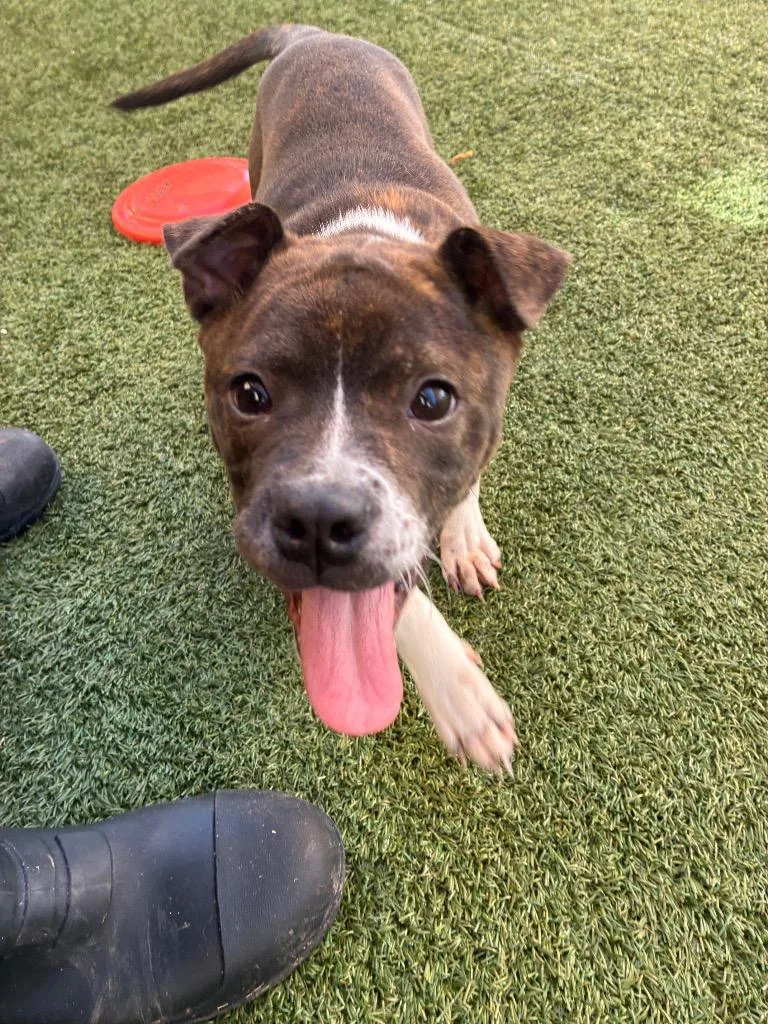 A baby medium-sized female Boxer dog named Razzle for adoption in Seguin, TX