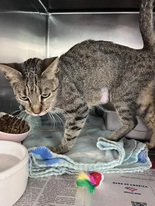 An adult small-sized female Domestic Short Hair cat named Shiloh for adoption in Houston, TX