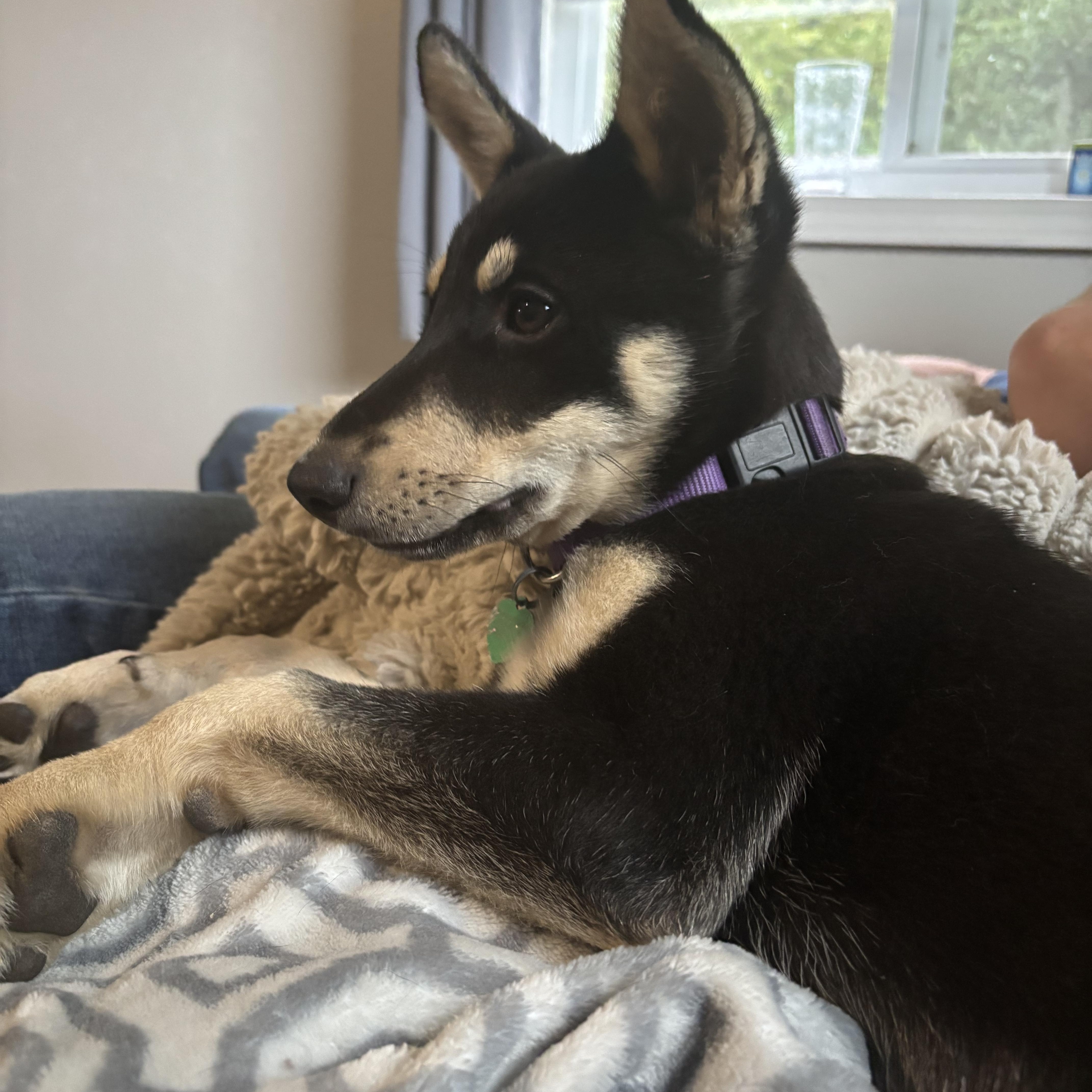 A baby large-sized female Mixed Breed dog named Jetta for adoption in Sioux Falls, SD