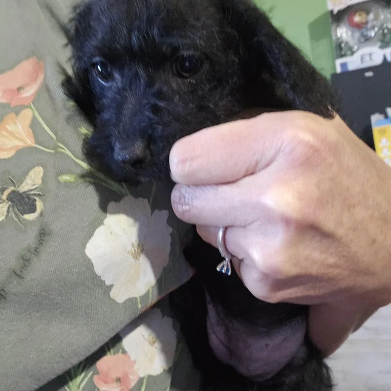 Nellie
