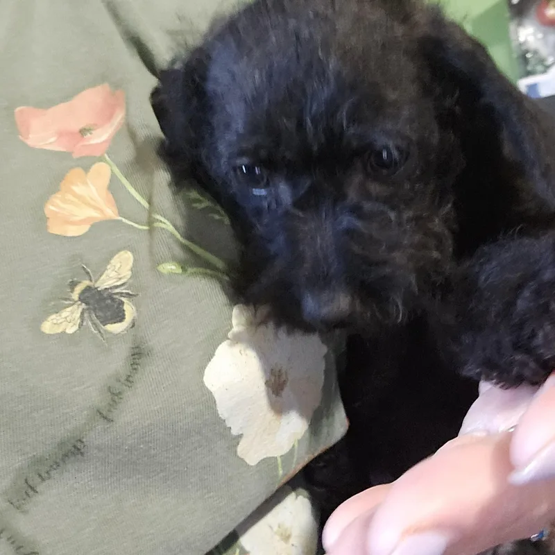 Nellie thumbnail 3