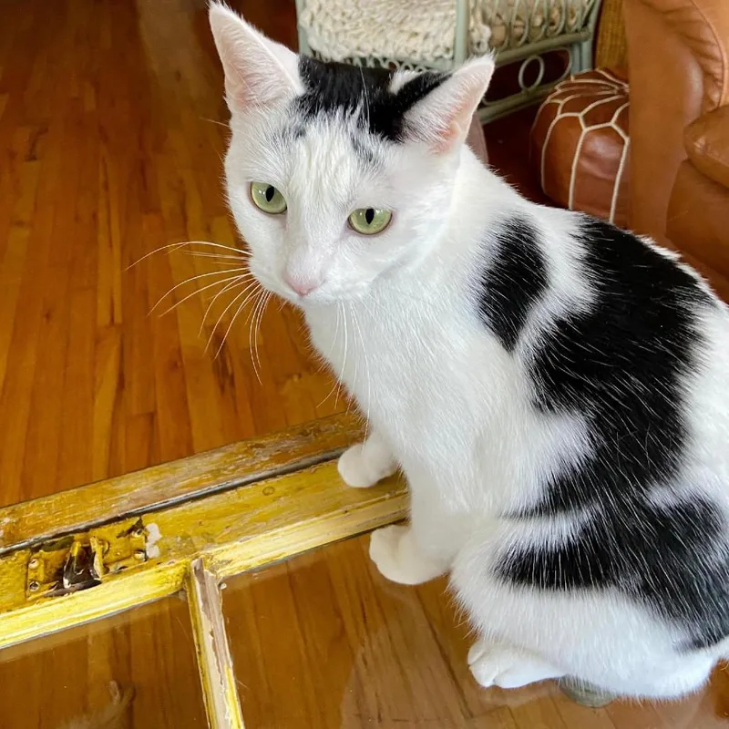 An adult small-sized male White Domestic Short Hair cat named Apollo for adoption in Los Angeles, CA