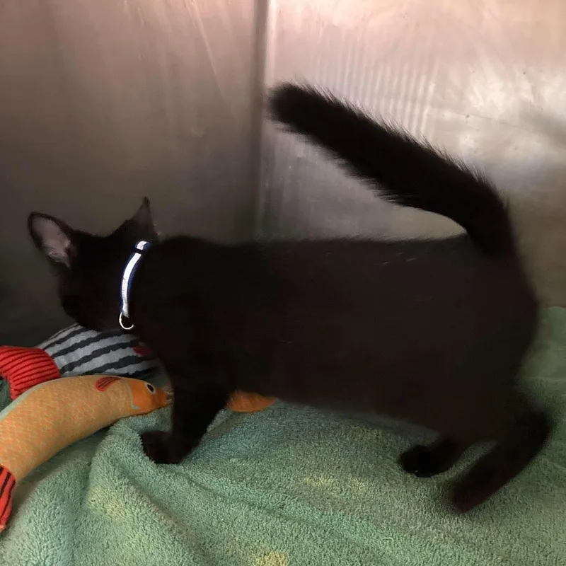 A baby medium-sized male Black Domestic Short Hair cat named Jinx for adoption in Petersburg, IL
