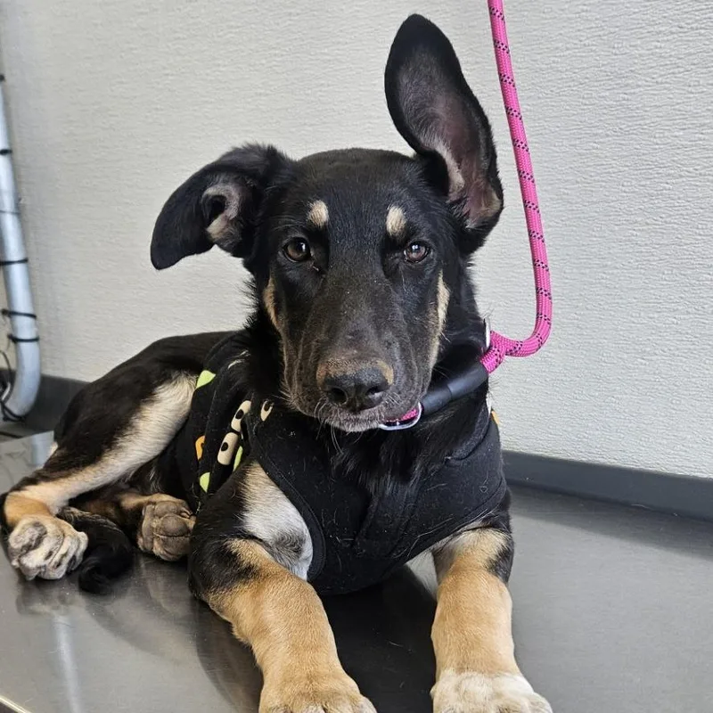 A baby medium-sized female Black Mixed Breed dog named Blossom for adoption in Las Cruces, NM